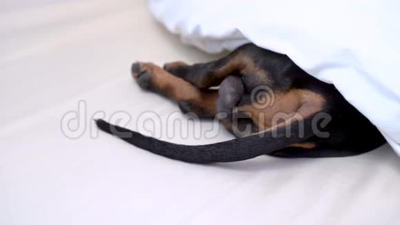 狗在床上休息用毯子包起来把尾巴粘在毯子里视频的预览图