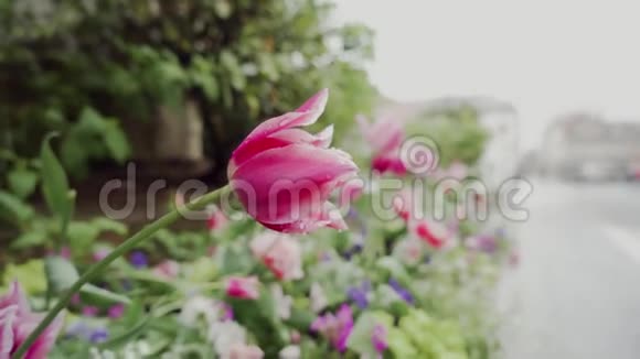 雨天美丽的女人用水滴在城市花坛上嗅着粉红色的郁金香视频的预览图