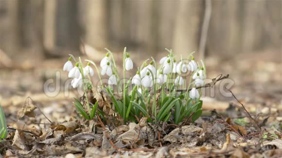 春暖花开的雪花和水滴预示着春天的到来白色盛开的雪花视频的预览图