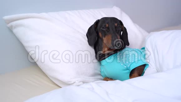 穿着蓝色睡衣的狗狗狗狗狗狗困了狗正想睡觉眼睛闭着小狗舒适地躺在床底下视频的预览图