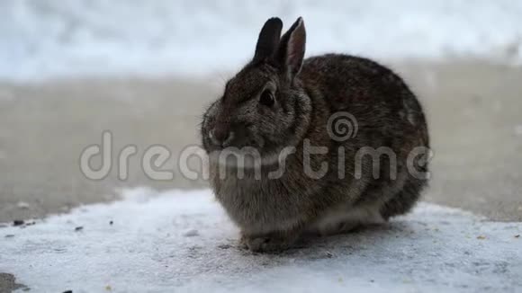 雪鞋兔美洲豹或各种野兔在混凝土露台上觅食冬天下雪手持视频的预览图