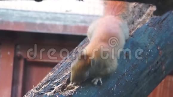 特写一只美国红松鼠在木头上挖洞咀嚼典型的动物行为视频的预览图