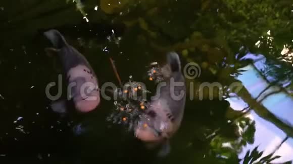 两种巨型古拉米鱼的特写镜头这是亚洲流行的热带鱼种视频的预览图
