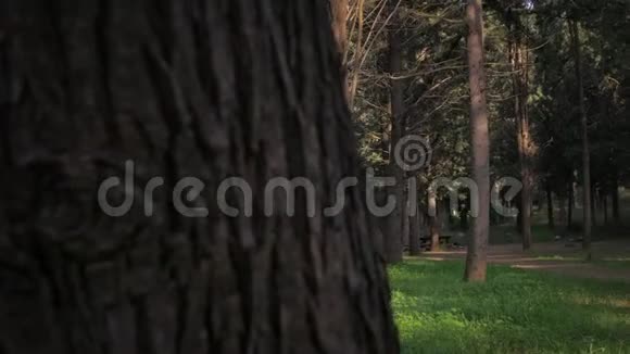一辆卡车在森林树后面靠近树林的摄像机视频的预览图