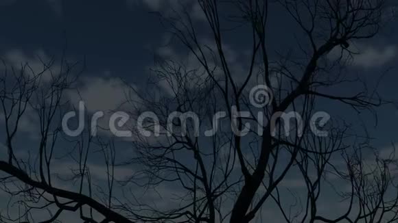 月圆树干视频的预览图