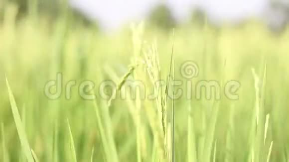 近距离绿色稻谷移动视频的预览图