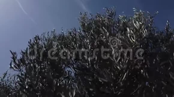 橄榄枝和叶子随风飘动视频的预览图