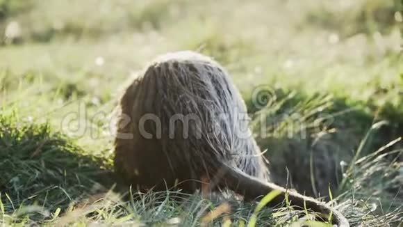 纳崔亚在湖边特写胡子摆动和嗅模糊的河流背景视频的预览图