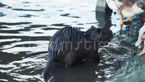 野鸭正在湖中游来游去河流动物视频的预览图