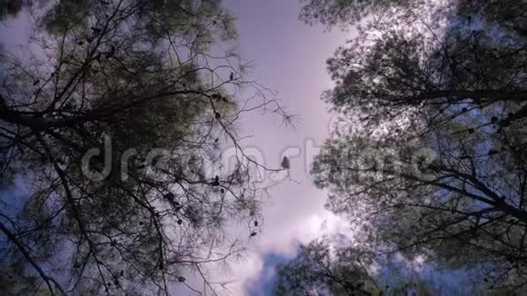 镜头滚动到树顶对着天空视频的预览图