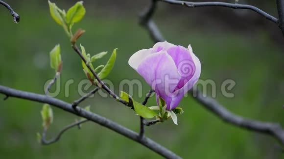 木兰花在树上开花视频的预览图