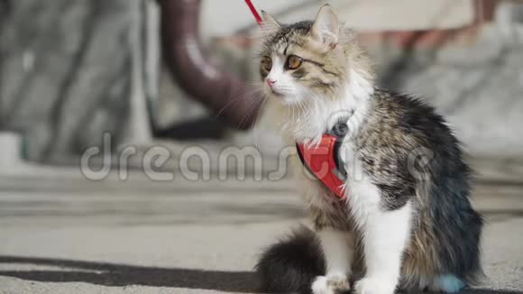 在晴朗的天气里美丽的毛茸茸的猫在外面的皮带上坐着散步宠物慢动作视频的预览图