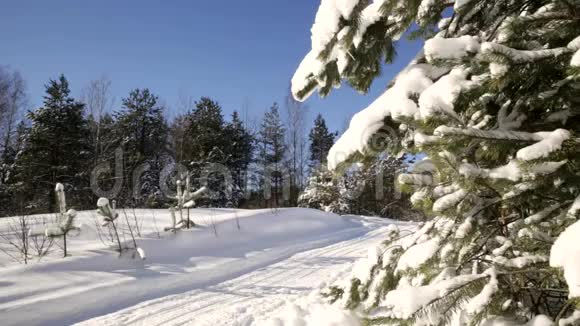 从树枝上落下的雪视频的预览图