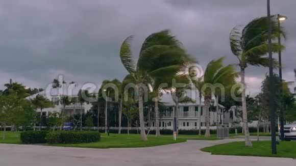 美国佛罗里达州的暴风强风使棕榈树弯曲视频的预览图