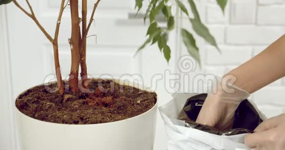 女园丁戴手套把泥土或肥料放在盆栽植物的花盆里的手的特写镜头园艺概念视频的预览图