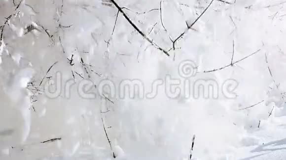 冬天从树枝上飘落的白雪视频的预览图