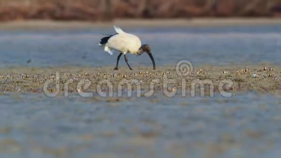 澳大利亚的ibisthreskiornismoluccus黑白色ibis来自澳大利亚在低潮时寻找螃蟹视频的预览图