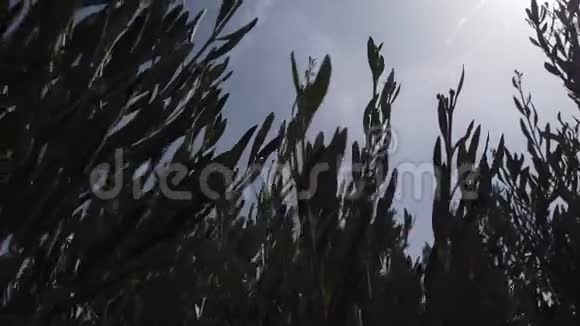 有风的一天橄榄树的顶部景色视频的预览图