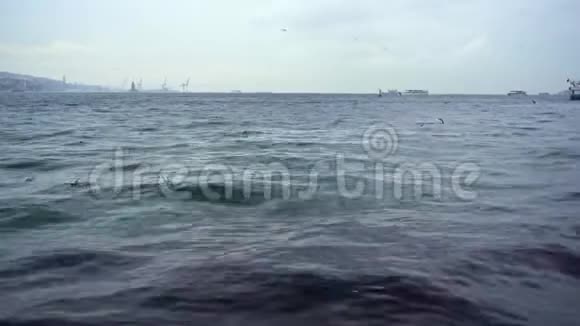 船浪海鸥在冬天的海面上视频的预览图