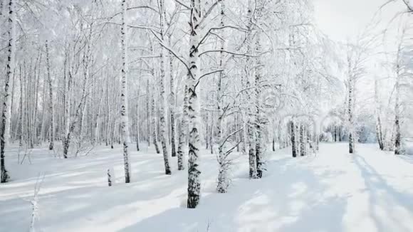 晴天降雪后冬季白桦林全景视频的预览图