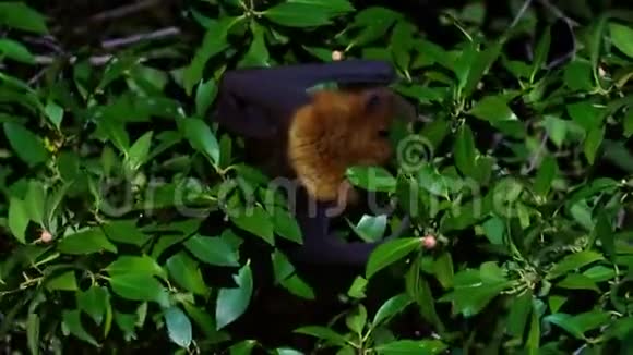 毛灰头飞狐球棒在夜间飞行远离白天地点悬挂在树枝上视频的预览图