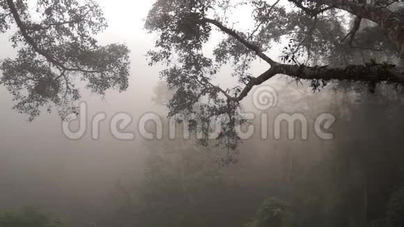 清晨浓雾中的丛林伴随着长臂猿的歌声老挝视频的预览图