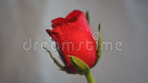 淡色背景下优雅的红玫瑰视频的预览图