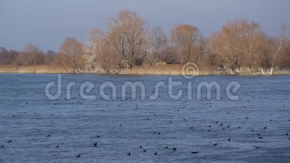 阿尔巴尼亚Shkodra湖中常见的野鸟视频的预览图