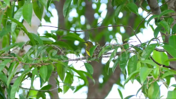 树枝上的橄榄背太阳鸟视频的预览图