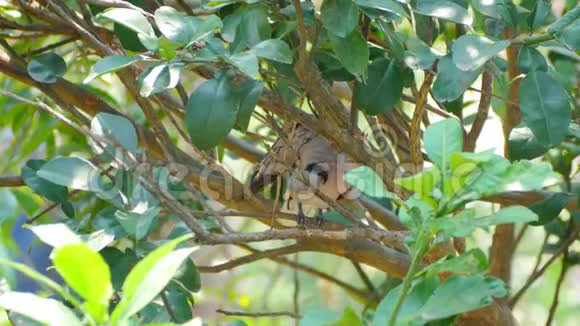 红鸽或红龟鸽在树枝上栖息和捕食羽毛视频的预览图