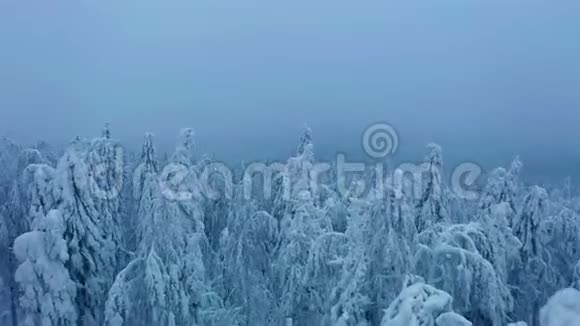 降雪时空中覆盖云杉树梢多云的冬林视频的预览图