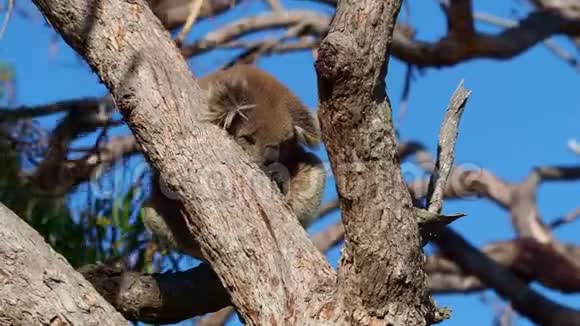 考拉在澳大利亚的树上有一只小羚羊爬着吃着面对面地看着在大风中移动视频的预览图
