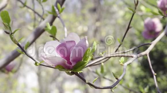 木兰花在树上开花视频的预览图