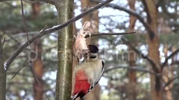 这只大斑点啄木鸟主要啄木鸟的脂肪挂在森林的树枝上杂食性鸟类视频的预览图