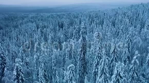 飞过白雪皑皑的云杉树阴天傍晚冰冻的冬林视频的预览图