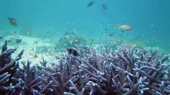 珊瑚礁和水下热带鱼莱特菲律宾视频的预览图