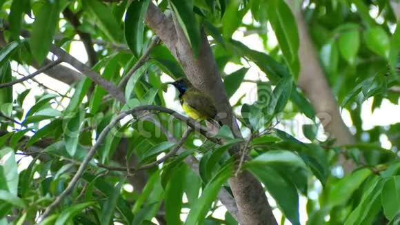 雄橄榄背太阳鸟在树枝上栖息和捕食羽毛视频的预览图