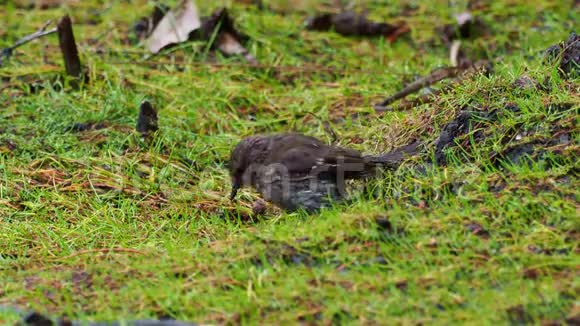 DuskyRobin澳大利亚塔斯马尼亚州特有鸣禽在雨中觅食和狩猎视频的预览图