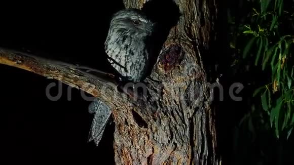 来自澳大利亚的TawnyFrogmouthPodargusstrigoidesightjar晚上坐在树上视频的预览图