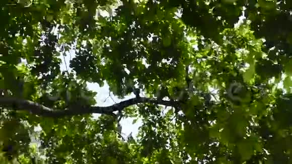 一群鸽子坐在德里马路中间的一棵树上视频的预览图
