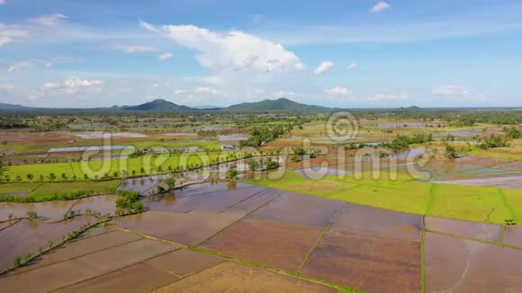 稻田被水淹了热带景观土壤肥沃视频的预览图