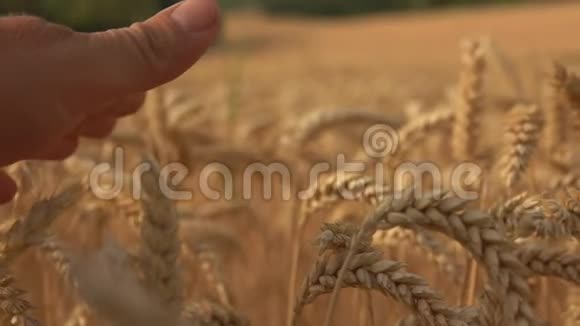手在一片广阔的田野里摸着成熟的麦穗视频的预览图