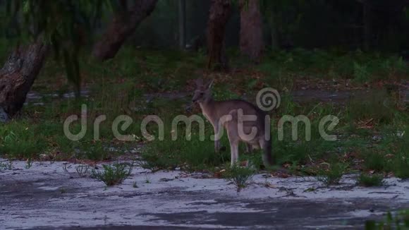 巨无霸澳大利亚东部灰色袋鼠晚上或晚上吃树叶视频的预览图
