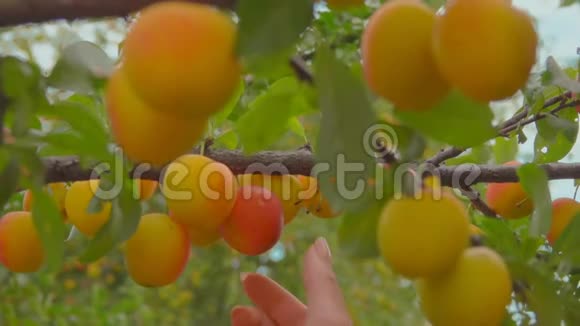 手从杏树枝上采摘成熟美味的杏视频的预览图