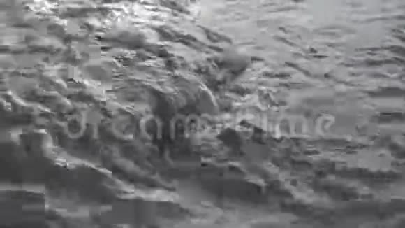 快速移动的水经过融化的冰特写镜头雪林中的小溪SLog视频的预览图