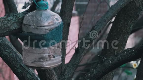 春天树上一只麻雀从塑料瓶子里出来的自制鸟舍视频的预览图