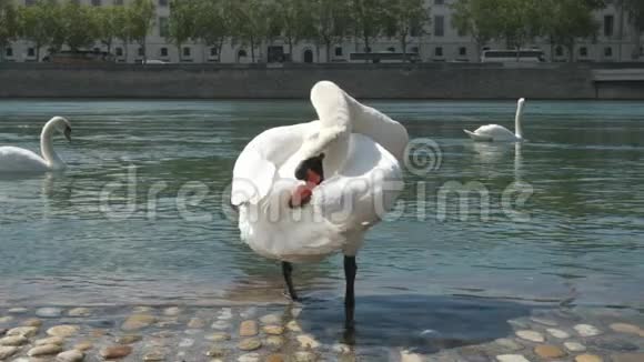 一只白天鹅在城市的石河堤上清理羽毛视频的预览图