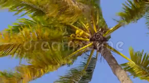 椰子棕榈树和一串成熟的椰子视频的预览图