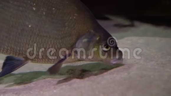 奶油鱼阿布拉米斯布拉马水下拍摄成熟的鱼在河底寻找食物淡水视频的预览图