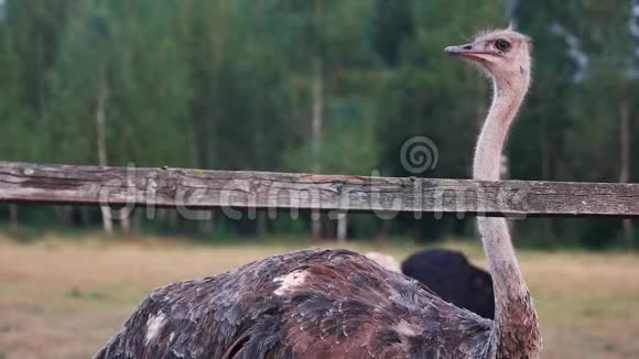 长颈成年鸵鸟站在农场的木栅栏后面视频的预览图